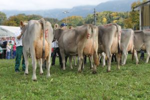 151009ViehschauSarnen 085